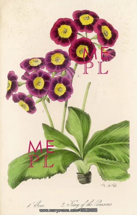 : PLANTS / PRIMULA AURICULA : PLANTS / PRIMULA AURICULA