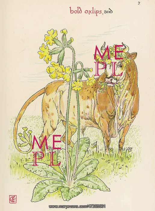  : Plants - Primula Elatior
