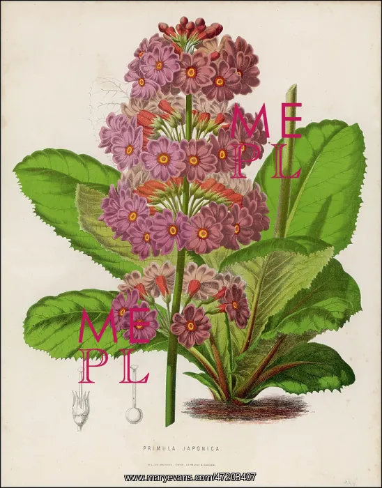  : PLANTS / PRIMULA JAPONICA