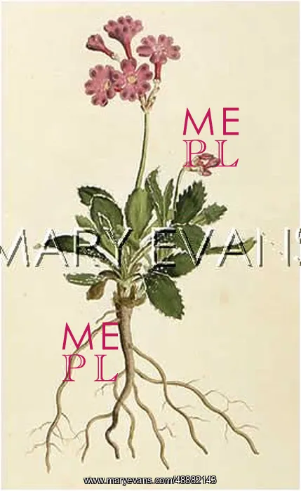  : PLANTS / PRIMULA MARGINATA