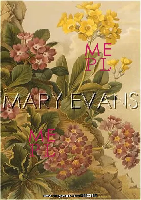 : PLANTS / PRIMULA SPECIES : PLANTS / PRIMULA SPECIES