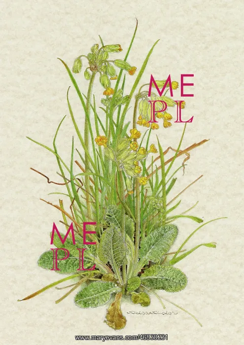  : PLANTS / PRIMULA VERIS