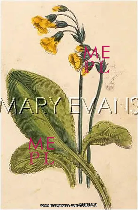  : PLANTS / PRIMULA VERIS