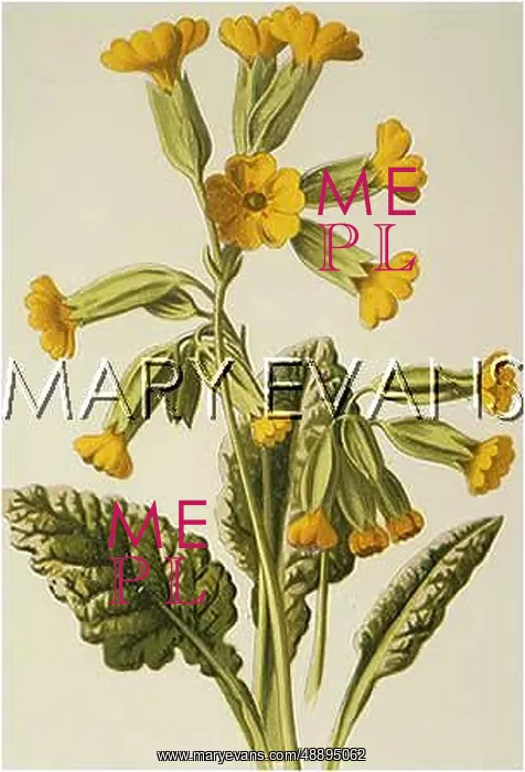  : PLANTS / PRIMULA VERIS