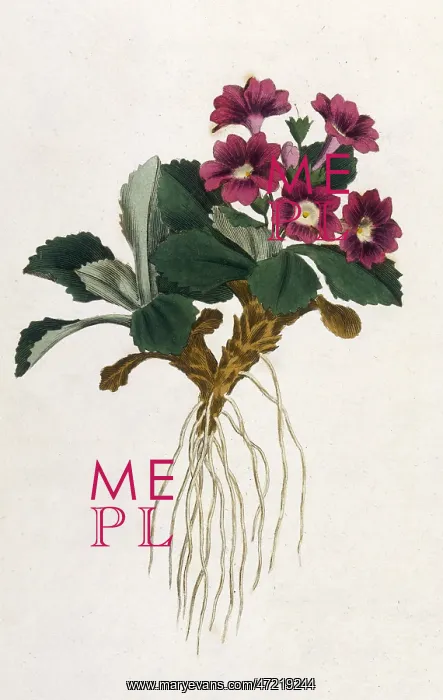  : Plants - Primula Villosa
