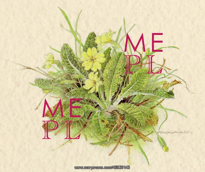  : PLANTS / PRIMULA VULGARIS