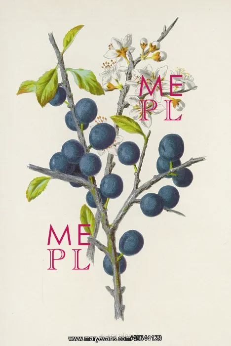  : Plants - Prunus Communis