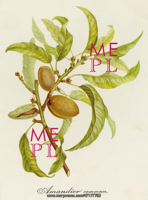  : PLANTS / PRUNUS DULCIS