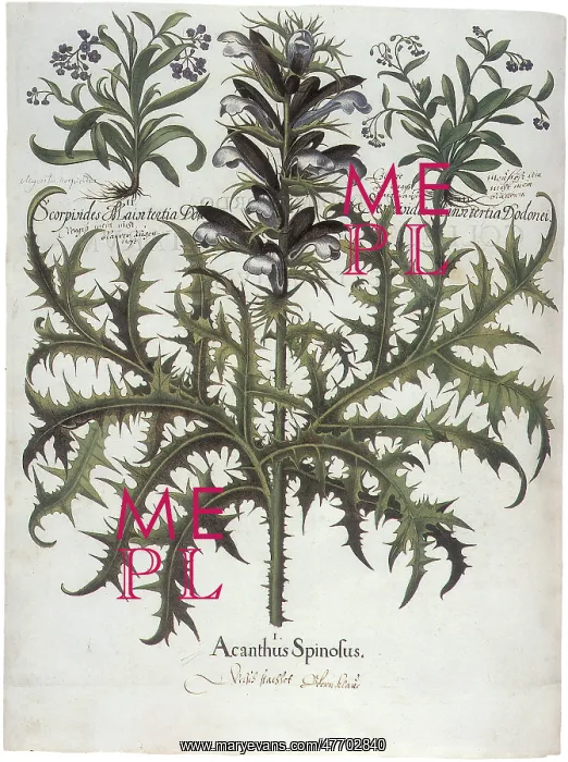 : Plants with Purple Flowers
