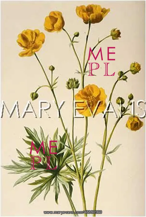  : PLANTS / RANUNCULUS ACRIS