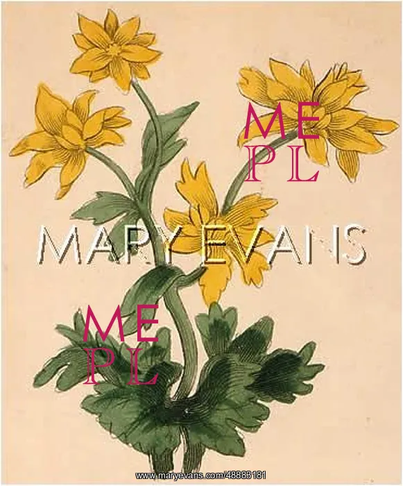  : PLANTS / RANUNCULUS SP