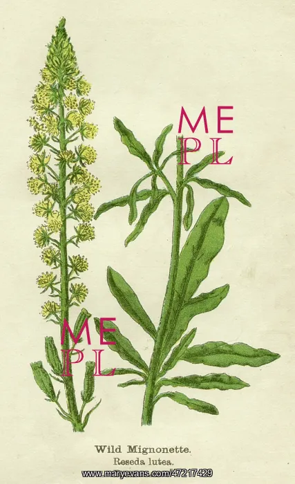  : PLANTS / RESEDA LUTEA