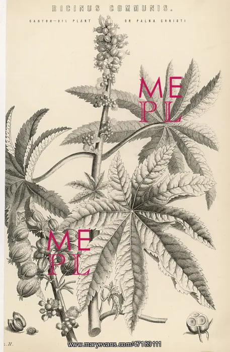 : PLANTS / RICINUS COMMUNIS : PLANTS / RICINUS COMMUNIS
