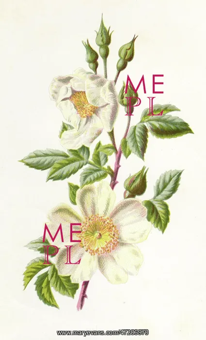  : PLANTS / ROSA ARVENSIS