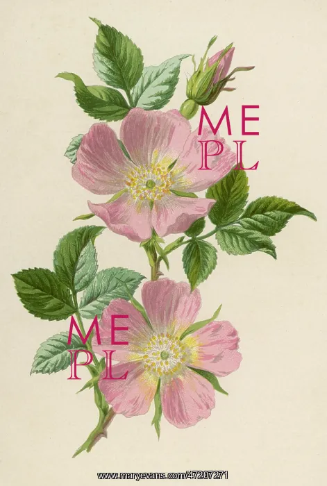 : Plants - Rosa Canina