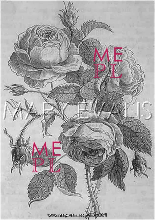  : PLANTS / ROSA CENTIFOLIA