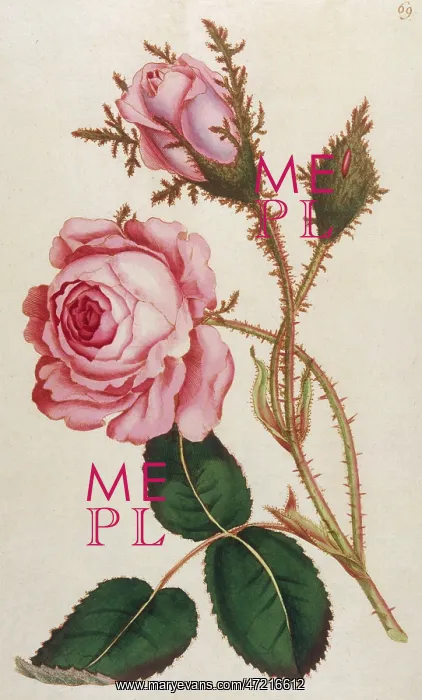  : Plants - Rosa Muscosa
