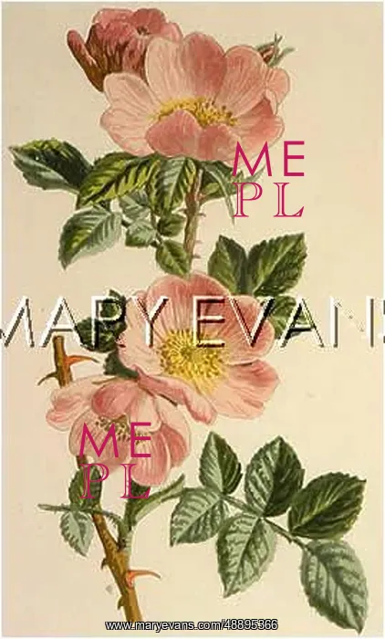  : PLANTS / ROSA RUBIGINOSA