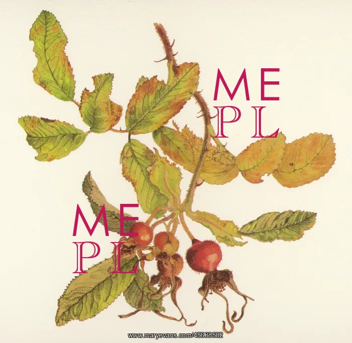  : PLANTS / ROSA RUGOSA