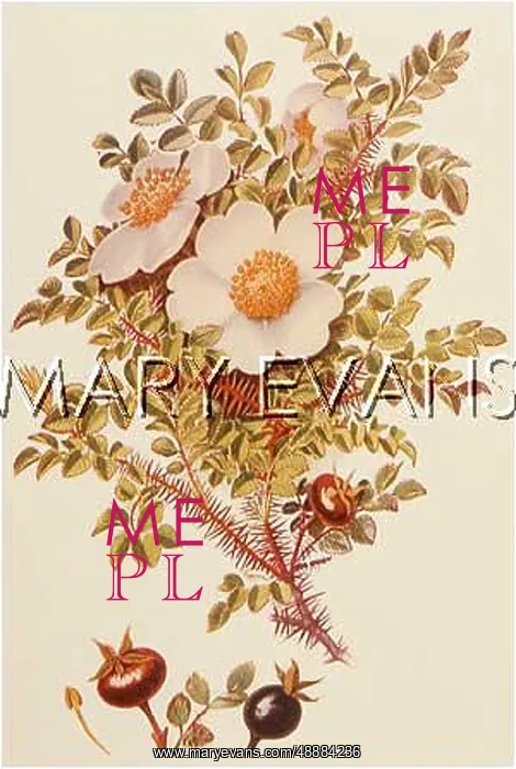  : PLANTS / ROSA SPINOSISSIMA