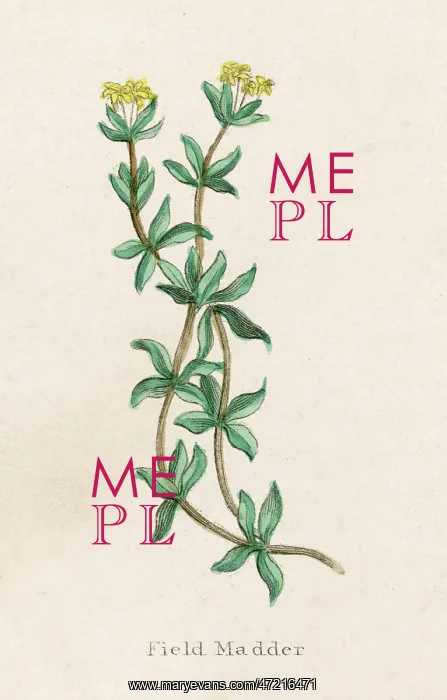  : PLANTS / RUBIA TINCTORUM