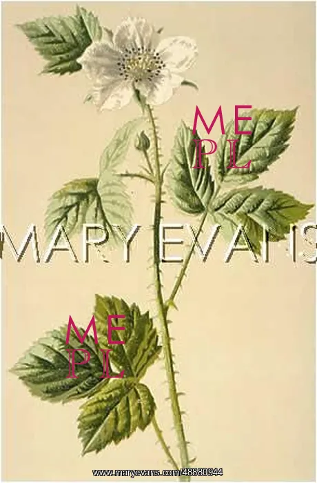  : PLANTS / RUBUS CAESIUS