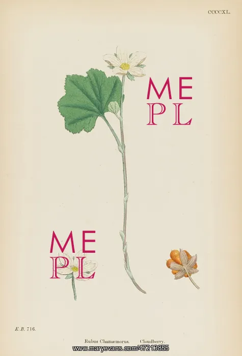  : PLANTS / RUBUS CHAMAEMORUS