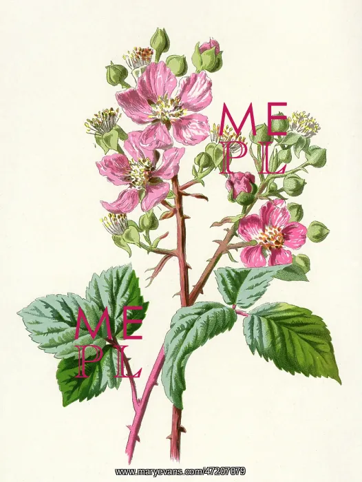  : PLANTS / RUBUS FRUTICOSUS