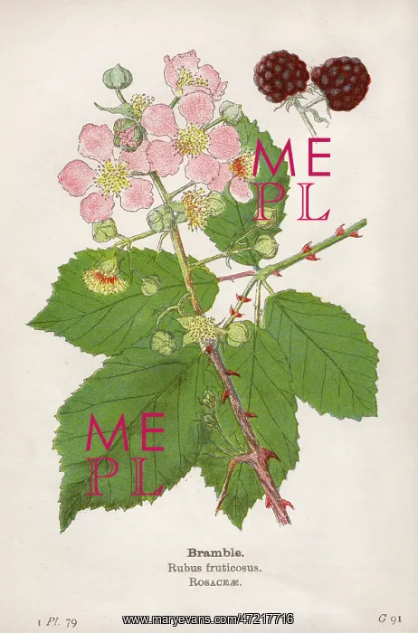  : PLANTS / RUBUS FRUTICOSUS
