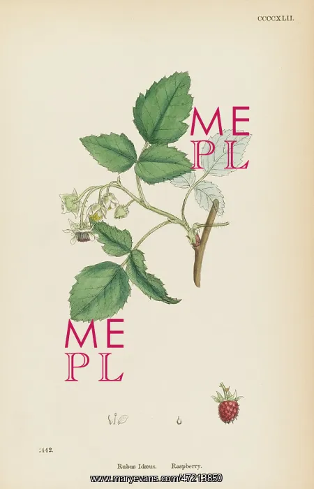  : PLANTS / RUBUS IDAEUS