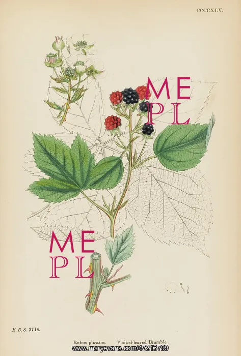 : PLANTS / RUBUS PLICATUS