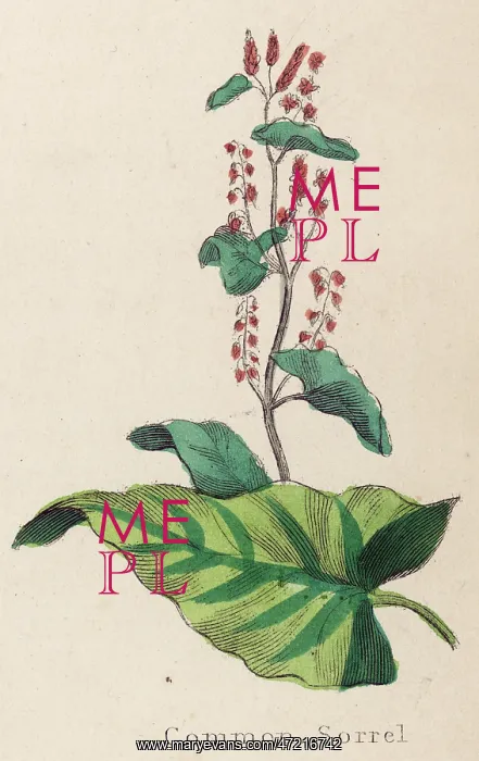  : PLANTS / RUMEX ACETOSA