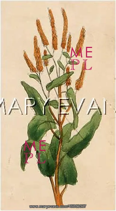  : PLANTS / RUMEX SANGUINEUS