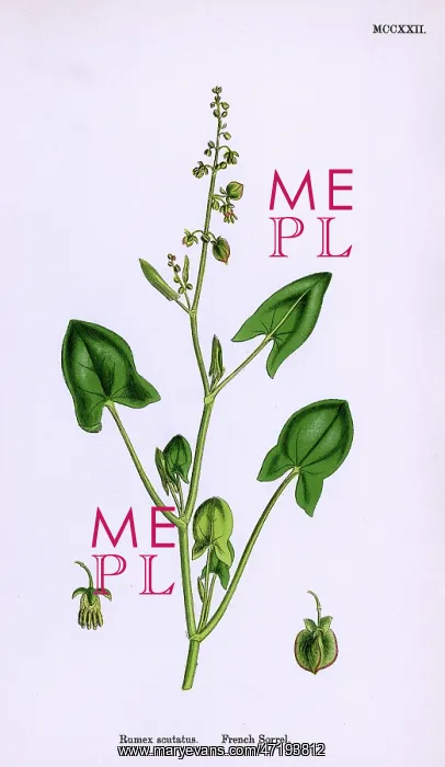  : PLANTS / RUMEX SCUTATUS