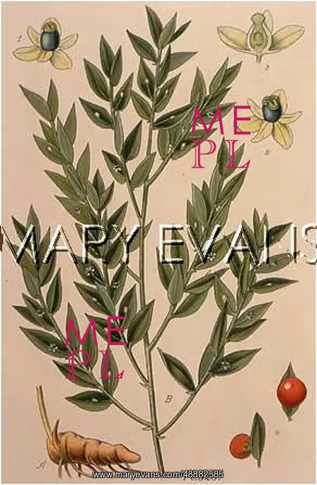  : PLANTS / RUSCUS ACULEATUS