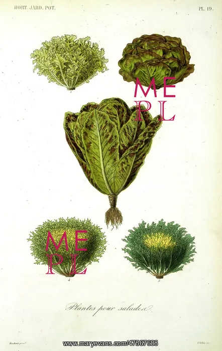 : Plants for salads : Plants for salads