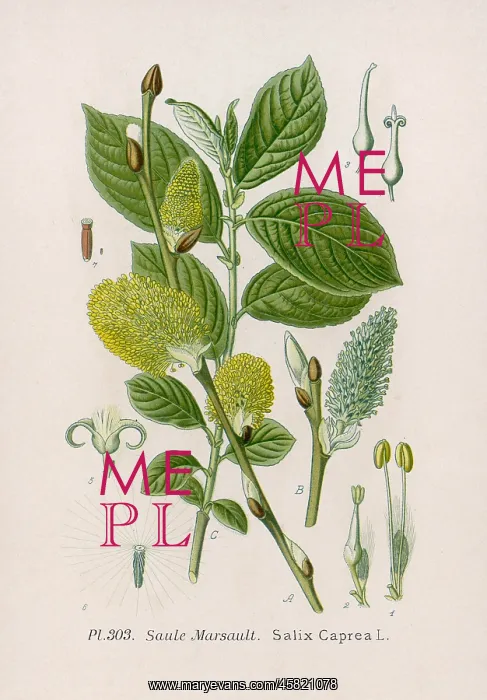  : PLANTS / SALIX CAPREA