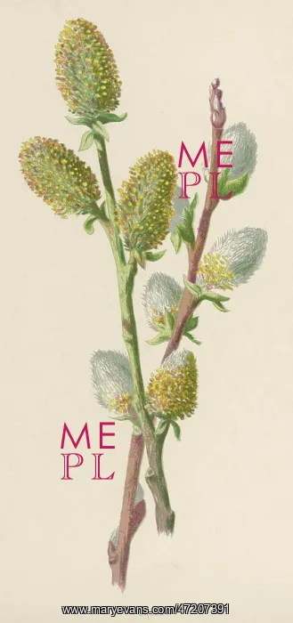  : PLANTS / SALIX CAPREA