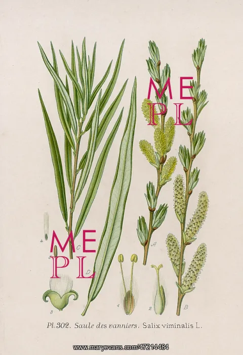 : PLANTS / SALIX VIMINALIS : PLANTS / SALIX VIMINALIS
