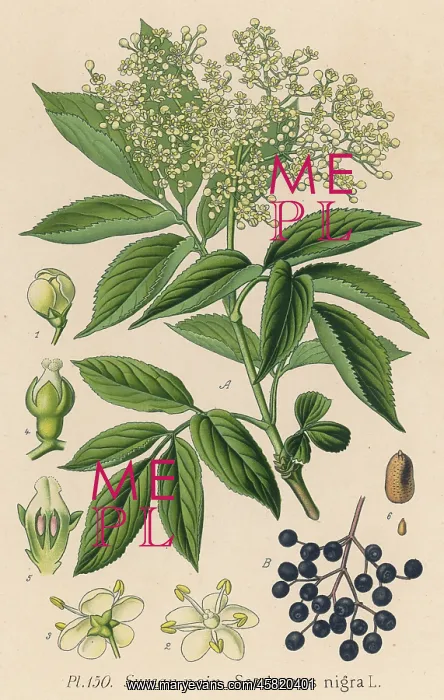  : PLANTS / SAMBUCUS NIGRA