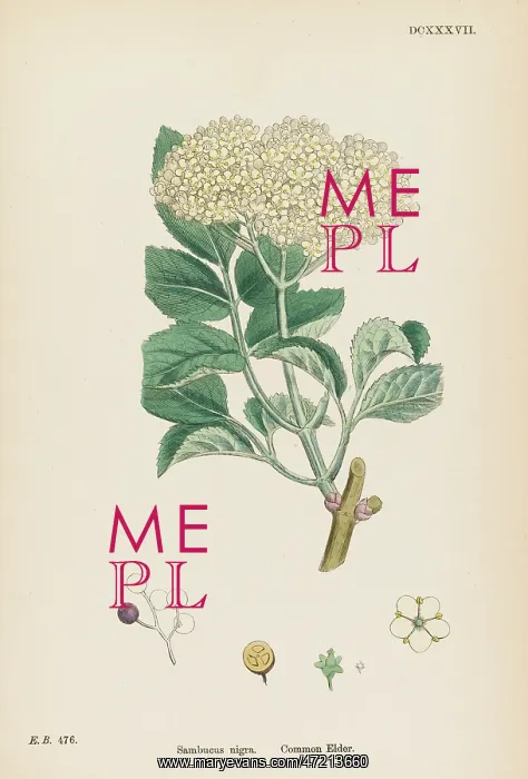  : PLANTS / SAMBUCUS NIGRA