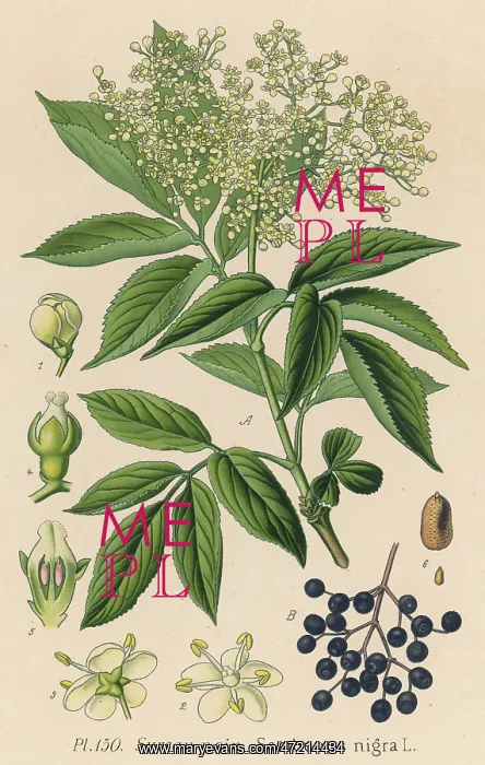  : PLANTS / SAMBUCUS NIGRA