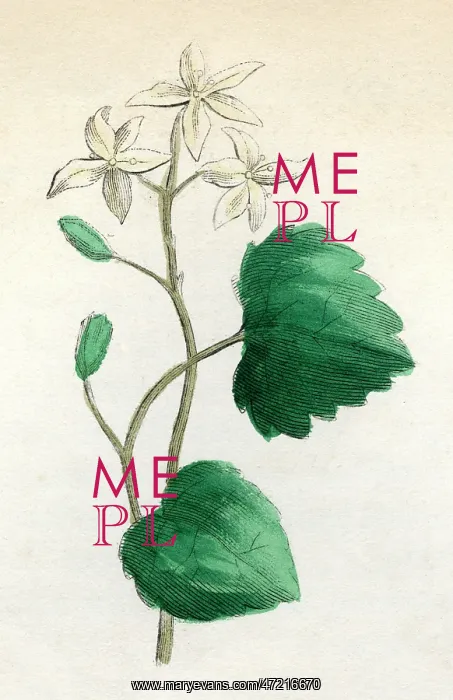  : PLANTS / SANICULA EUROPAEA