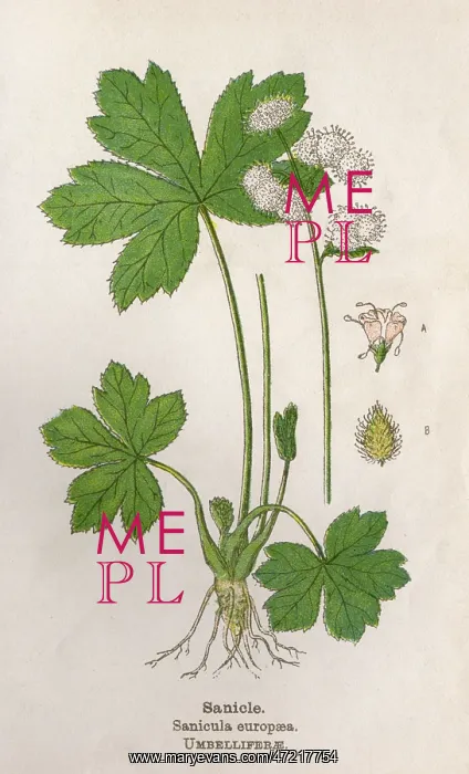  : PLANTS / SANICULA EUROPAEA