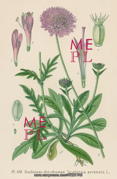  : PLANTS / SCABIOSA ARVENSIS