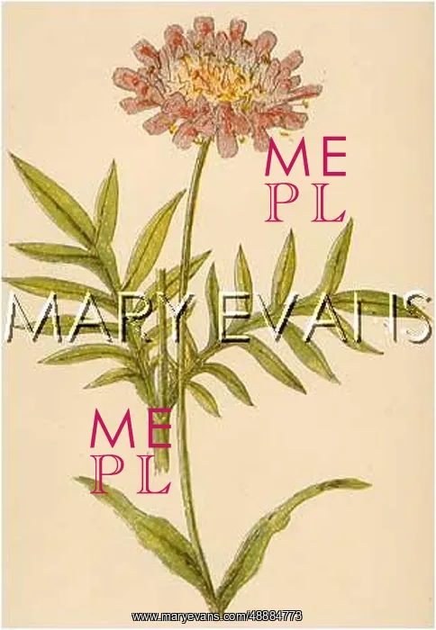  : PLANTS / SCABIOSA ARVENSIS