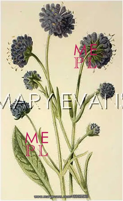  : PLANTS / SCABIOSA SUCCISA