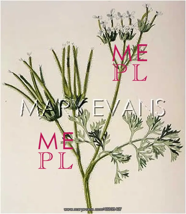  : PLANTS / SCANDIX PECTEN