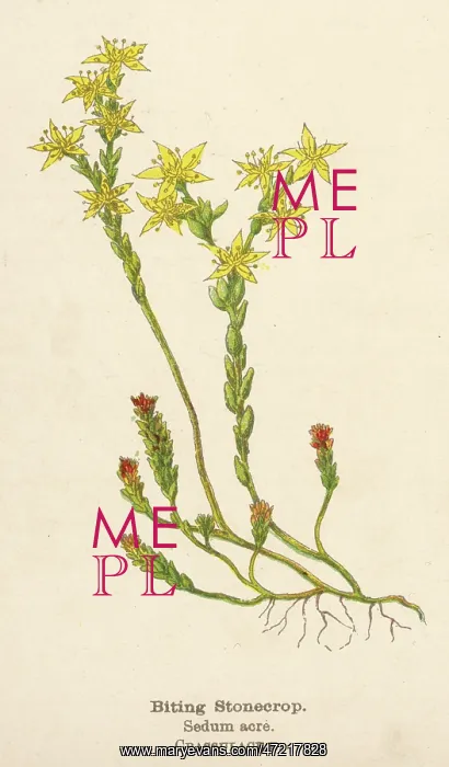  : PLANTS / SEDUM ACRE