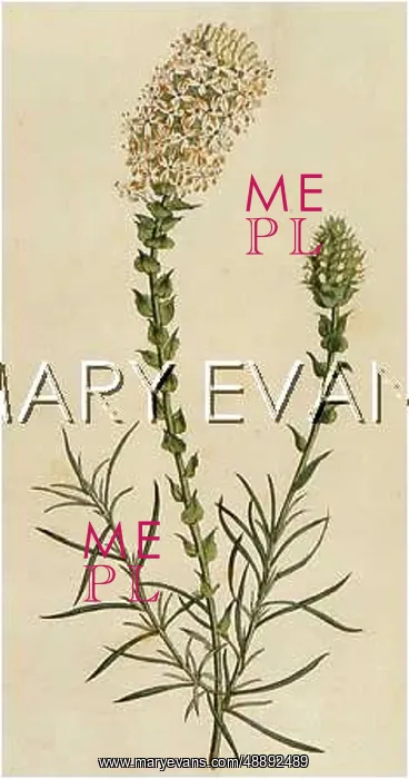  : PLANTS / SELAGO OVATA